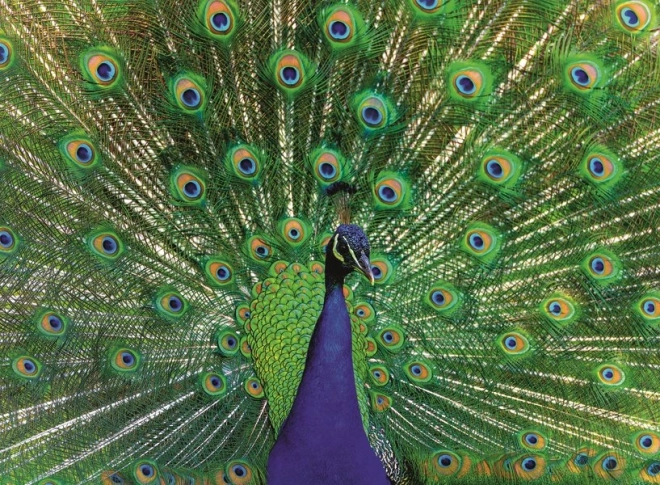 Puzzel RAVENSBURGER majestueuze pauw 500 stukjes