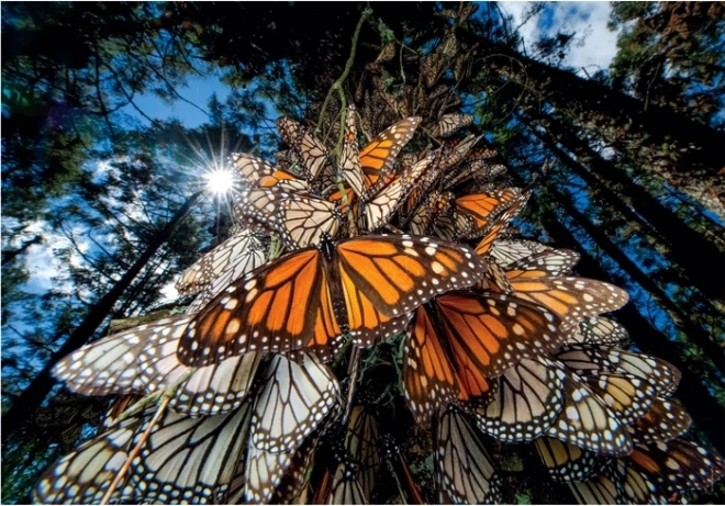 Puzzel 1000 stukjes Monarchvlinders - Compact