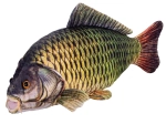 Pluchen karper 52 cm