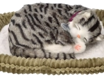 Adopteer mij ademend grijs gestreept katje