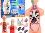 Educatief model van het menselijk lichaam met uitneembare organen, mini 15 cm