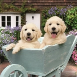 Ravensburger puzzel Gouden retrievers 200 stukjes