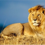 Diamantschilderij Leeuw Majesteit 30x40 cm