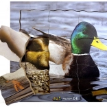 Houten gelaagde puzzel Eend en zijn levenscyclus - 19 stukken