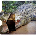 Houten gelaagde puzzel Krokodil - levenscyclus