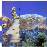 Houten gelaagde puzzel schildpad - 19 stukken