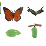 Ontwikkelingsmodel van de dagpauwoogvlinder