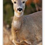 Wandkalender Bosdieren 2026