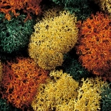 Decoratief mos Herbst van Noch