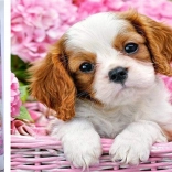 Diamond painting puppy in roze mand 30 × 40 cm