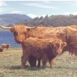 Puzzel Schotse Hooglander 1000 stukjes