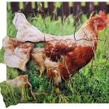 Gelaagd houten puzzel Kip en haar levenscyclus