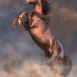 Puzzel Grote Rode Hengst