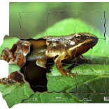 Just Jigsaws Kikker en zijn levenscyclus - houten gelaagde puzzel