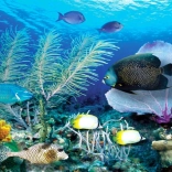 Diamantschilderen Oceaan 80x40 cm