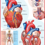 EUROGRAPHICS Puzzel menselijk hart 1000 stukken